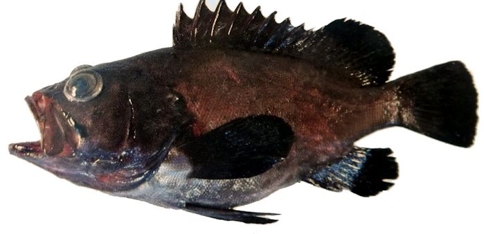 Epinephelus haifensis_007